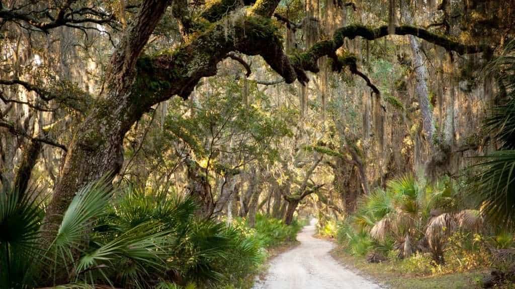 18 Secluded Island Escapes in the U.S. You’ve Probably Never Heard Of 2 Cumberland Island Georgia place road