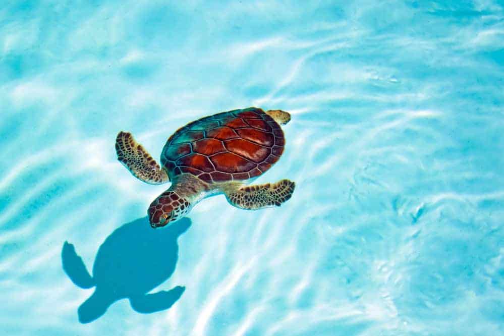 19 Tiny Islands in the Caribbean That Feel Like Your Own Private Oasis 27 swimming with turtles