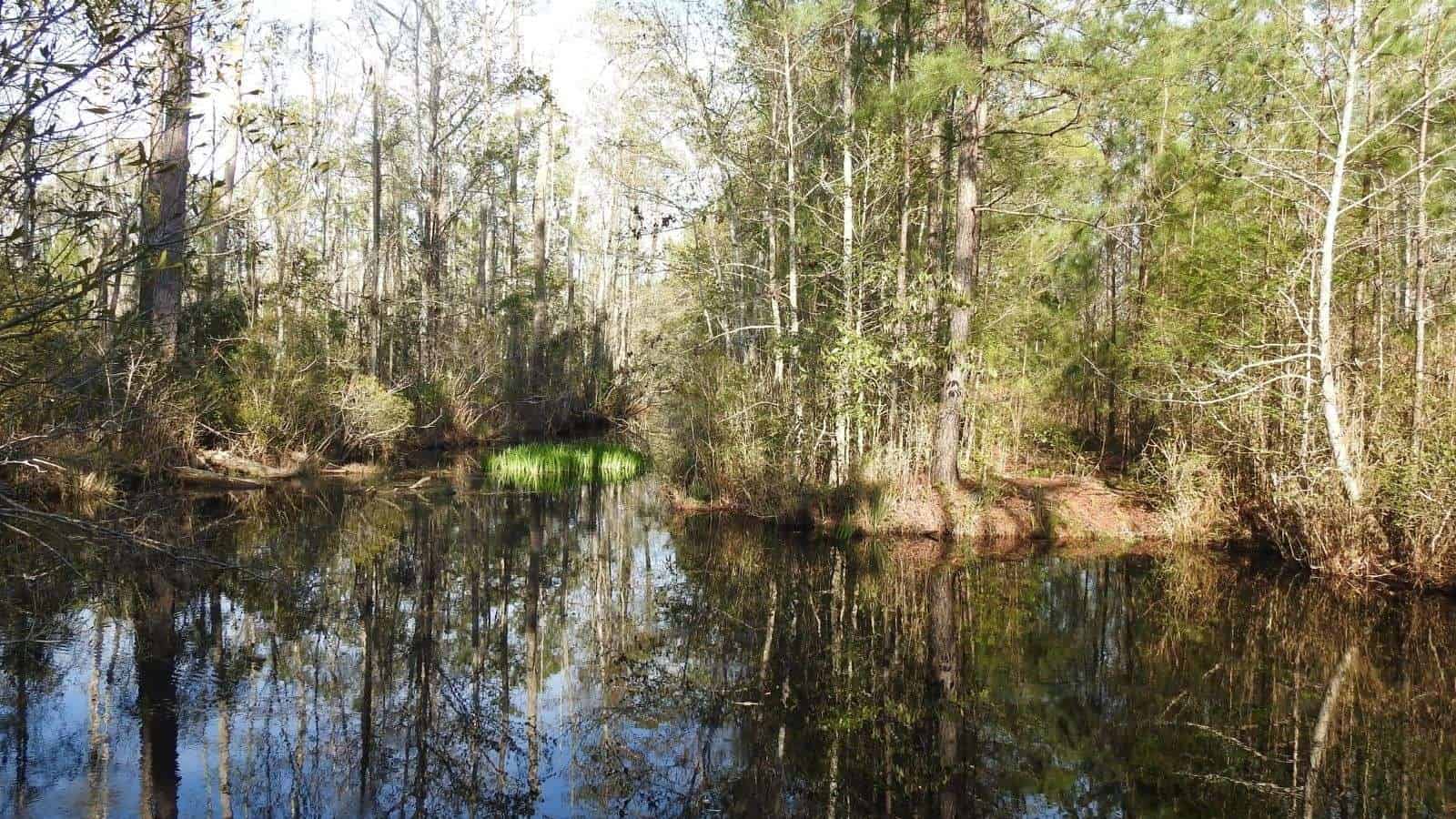 8 U.S. Nature Reserves That Offer Unmatched Wildlife Watching Opportunities 9 Alligator River National Wildlife Refuge North Carolina place
