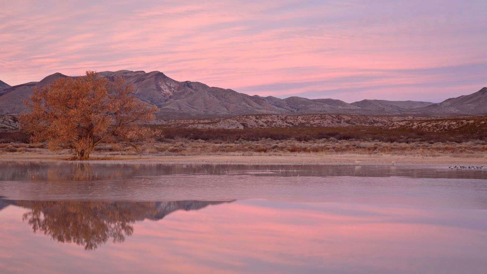 8 U.S. Nature Reserves That Offer Unmatched Wildlife Watching Opportunities 7 Bosque del Apache National Wildlife Refuge New Mexico place