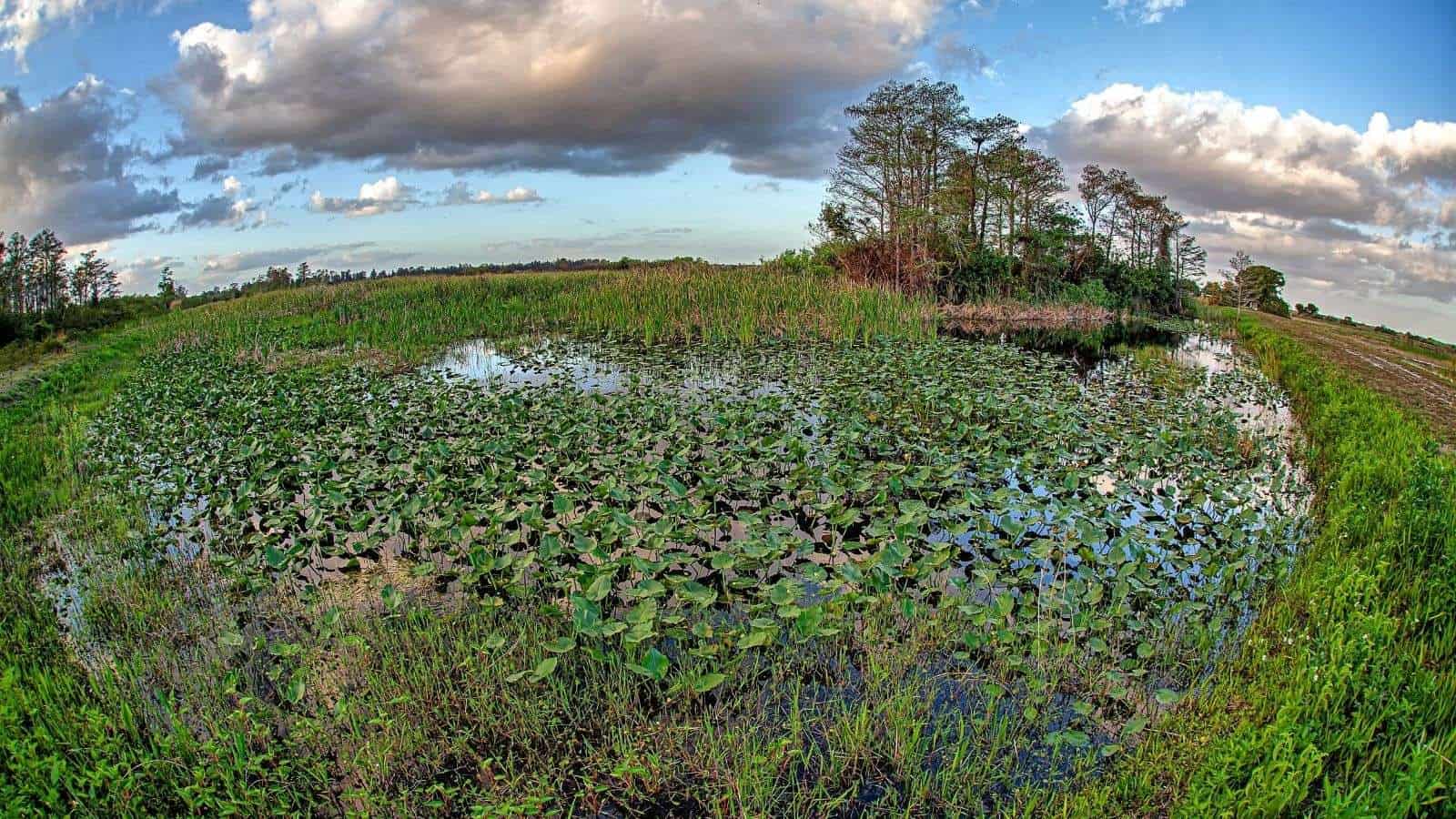 8 U.S. Nature Reserves That Offer Unmatched Wildlife Watching Opportunities 3 Everglades National Park Florida place