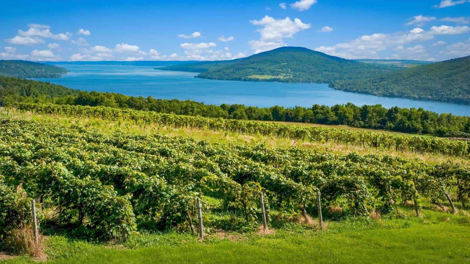 17 Hidden Wine Regions in the U.S. That Only Locals Know 12 Finger Lakes New York place