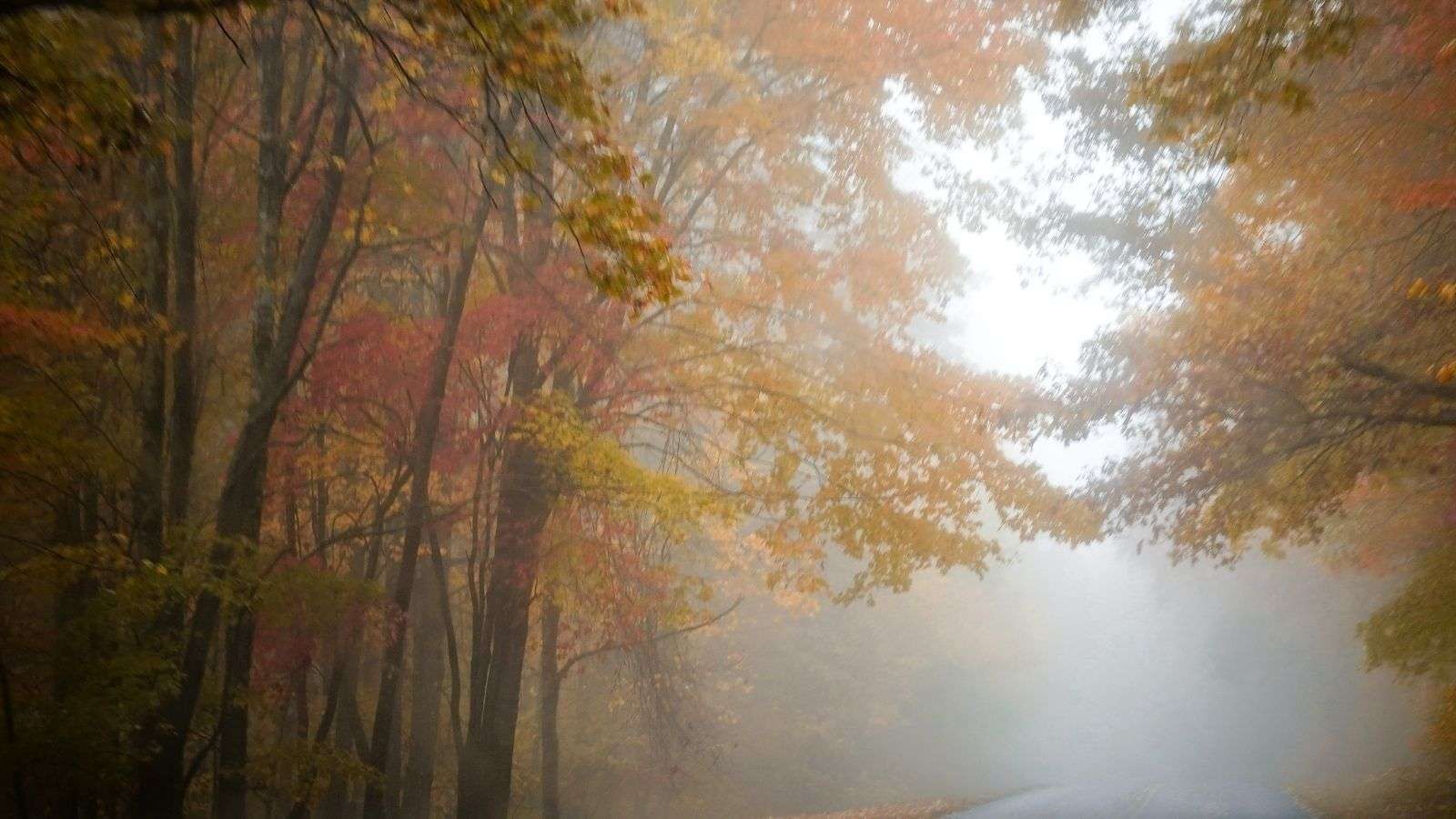 8 U.S. Nature Reserves That Offer Unmatched Wildlife Watching Opportunities 6 Great Smoky Mountains National Park Tennessee and North Carolina place