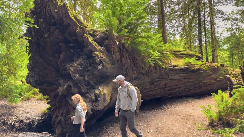 10 U.S. River Towns With Old World Charm That Will Steal Your Heart 9 Redwood National and State Parks California forest place people cuple travel
