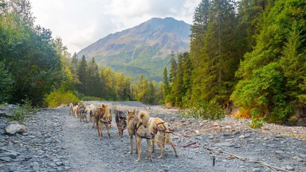 5 Historic American Trails Rich with Untold Stories 6 The Iditarod Trail animal dog travel place