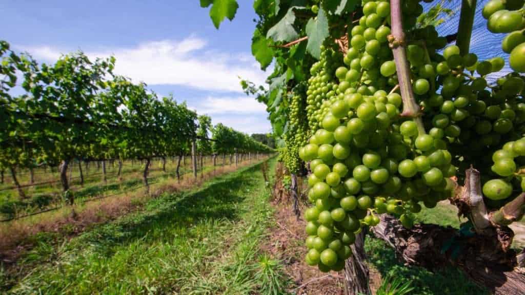 10 Fascinating Facts About Cape Town That Will Amaze You 11 Virginia Wine Country fruit place farm 1