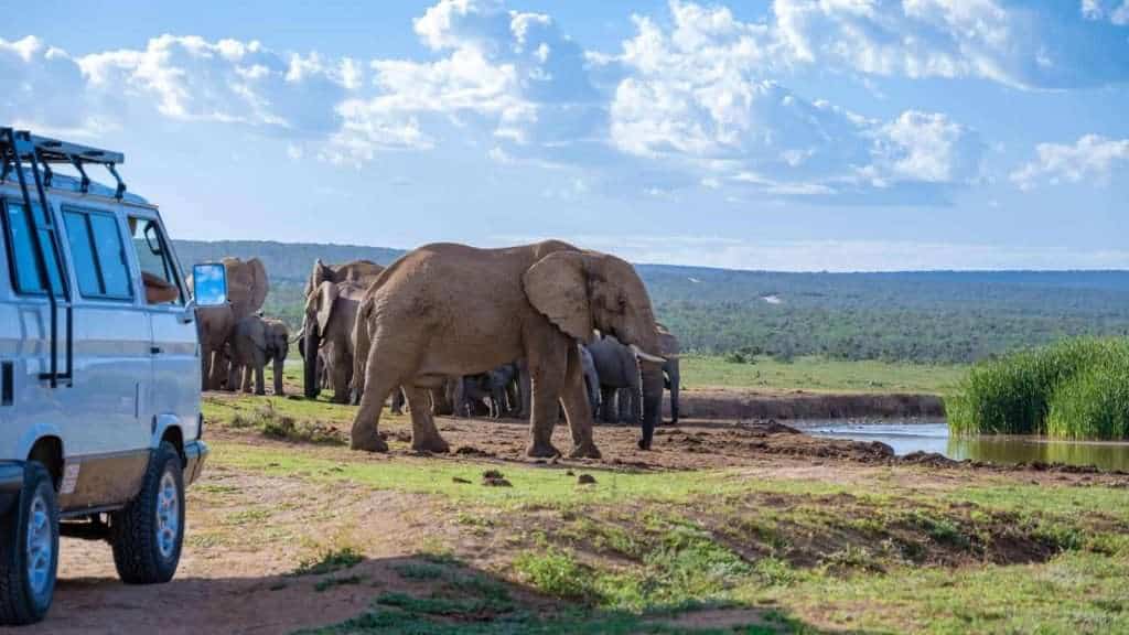 10 African Safaris That Go Beyond the Big Five 5 Addo Elephant National Park South Africa