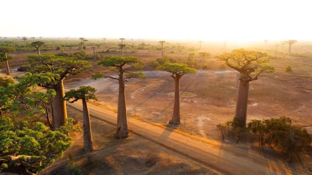 20 Overlooked Travel Destinations That Are Surprisingly Stunning 9 Avenue of the Baobabs Madagascar place