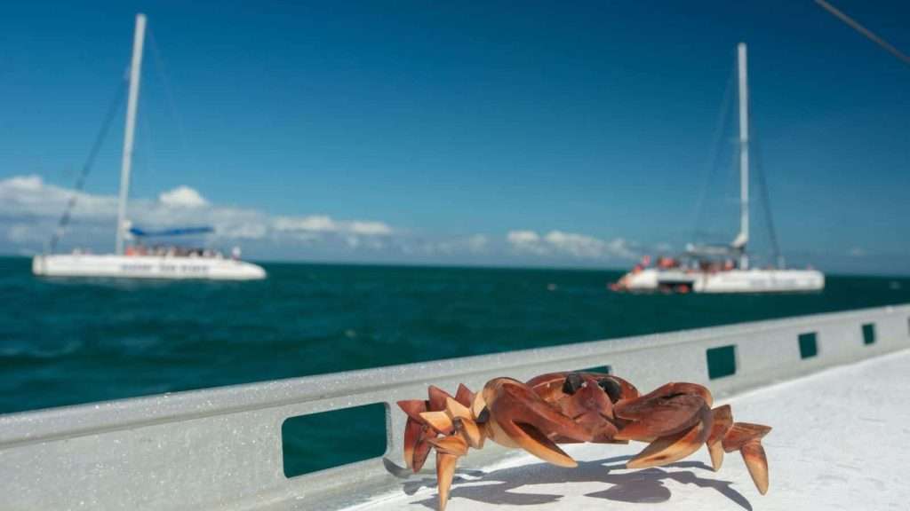 8 Caribbean Islands That Offer More Than Just Beaches 5 Cuba crab beach sea water animal boat