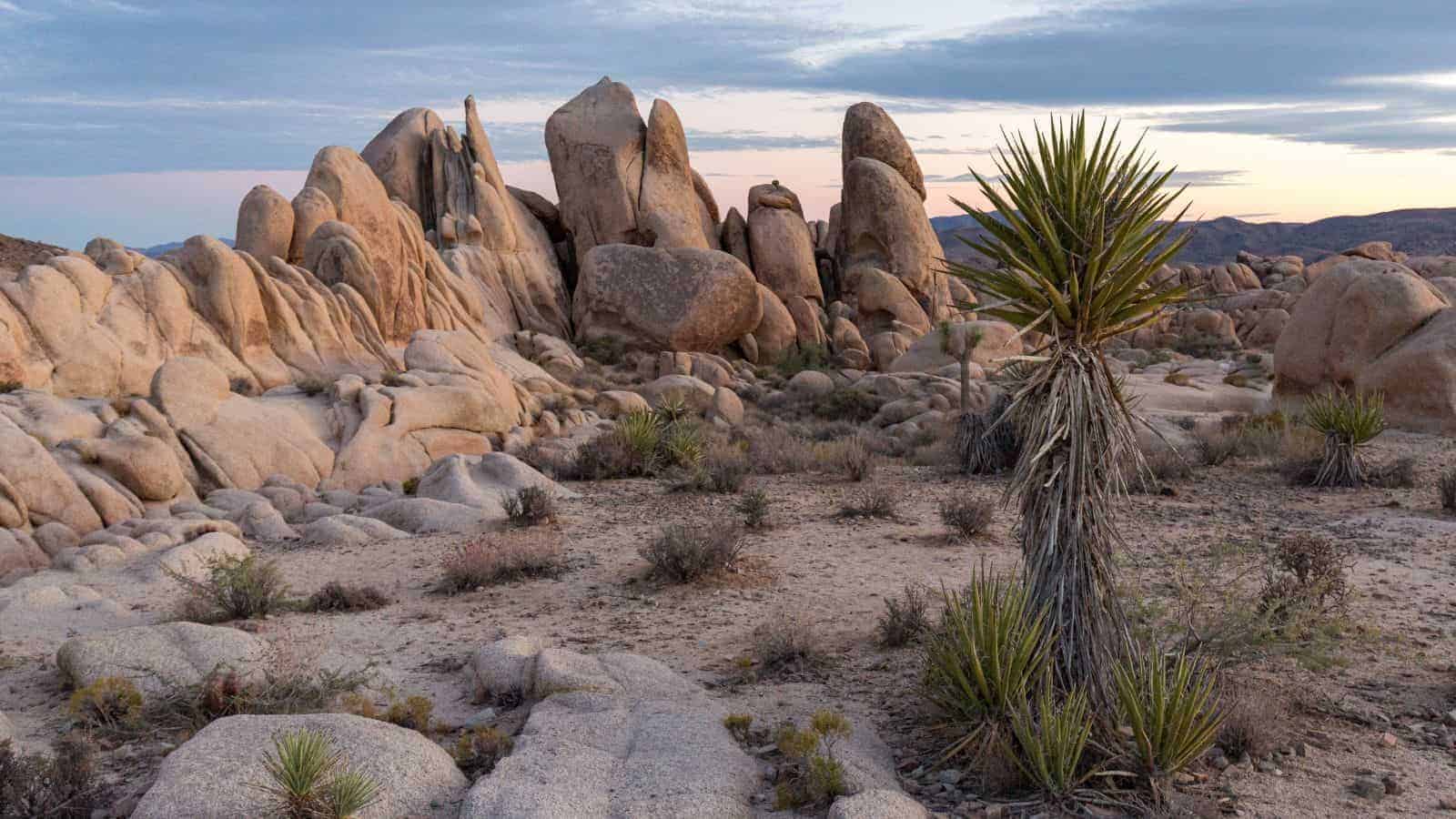 16 National Parks in the U.S. with Jaw-Dropping Scenery 13 Joshua Tree National Park California