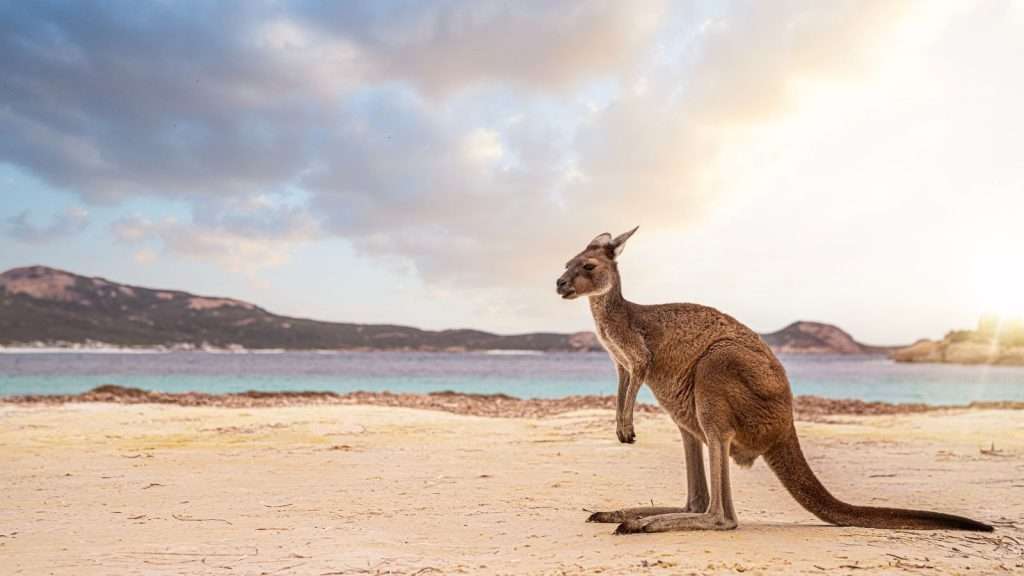 21 Rustic Countryside Retreats That Will Make You Want to Pack Your Bags 21 Kangaroo Island South Australia animal place beach