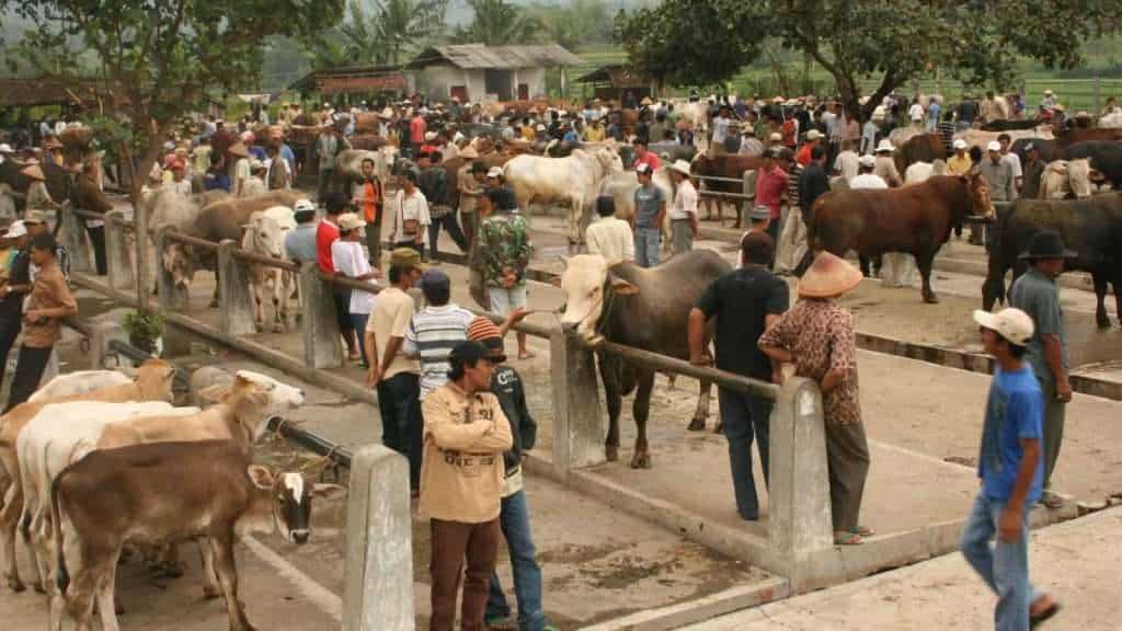 13 Asian Markets That Offer an Authentic Taste of Local Culture 4 Kashgar Sunday Market Kashgar China animal farm
