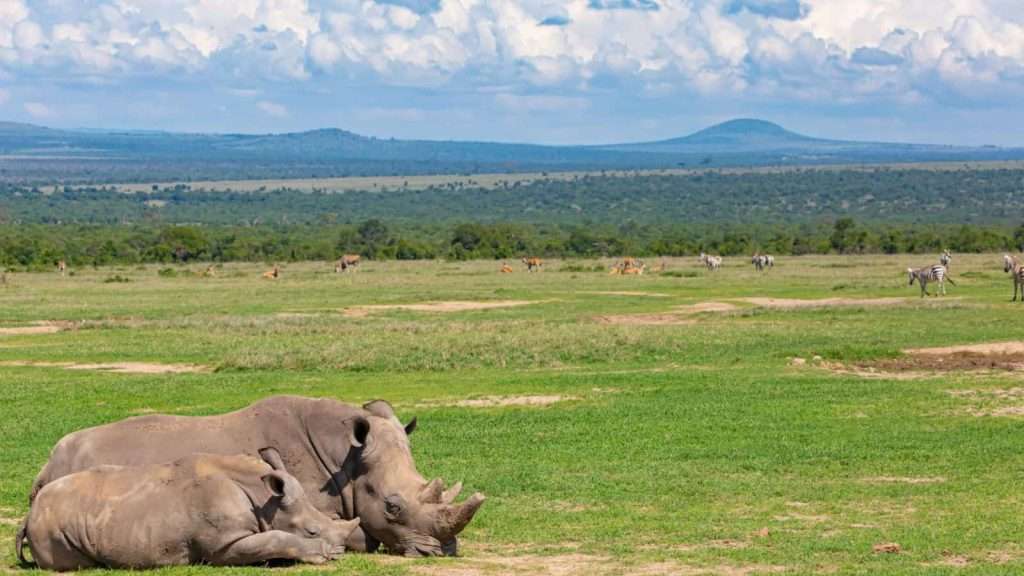 10 African Safaris That Go Beyond the Big Five 9 Laikipia Plateau Kenya animal place