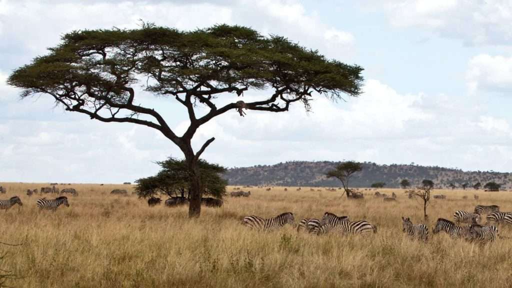 10 African Safaris That Go Beyond the Big Five 3 The Great Migration in Tanzanias Serengeti
