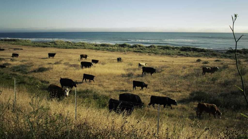 14 Off-the-Beaten-Path Destinations for Outdoor Enthusiasts in the U.S. 15 The Lost Coast California animal cow