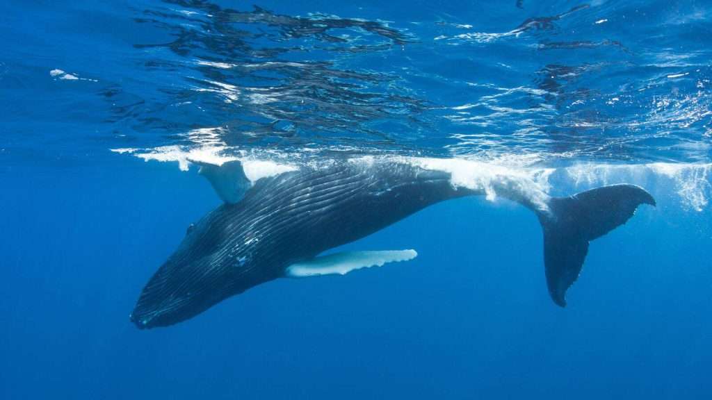 10 Surprising Details About Australia’s Great Barrier Reef 7 Breeding Ground for Migrating Whales animal