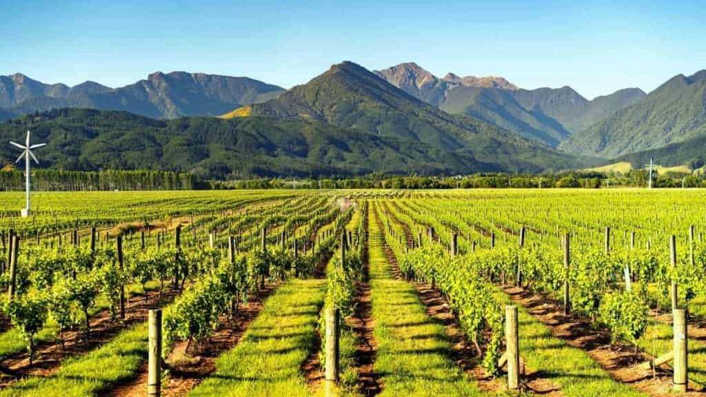 14 Unique Facts About New Zealand You Probably Didn’t Know 6 Marlborough New Zealand