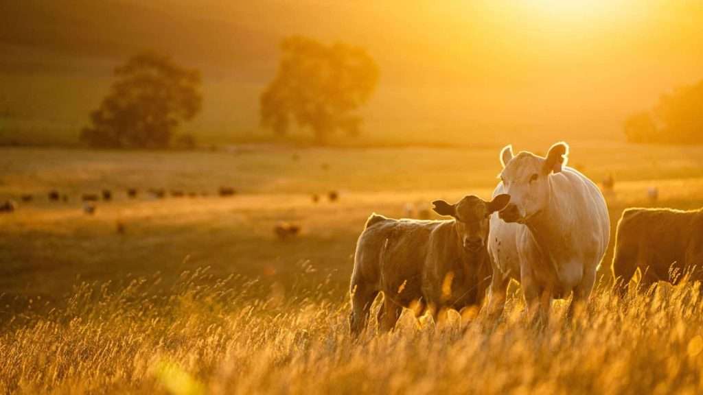 14 Unique Facts About New Zealand You Probably Didn’t Know 13 New Zealand Has Its Own Version of Stonehenge animal