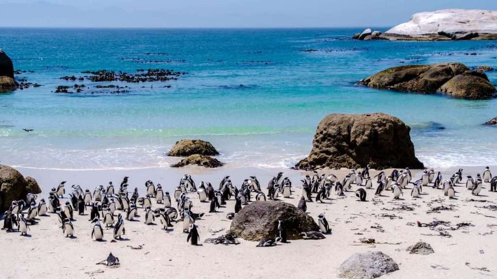 10 Fascinating Facts About Cape Town That Will Amaze You 5 Penguins at Boulders Beach animal