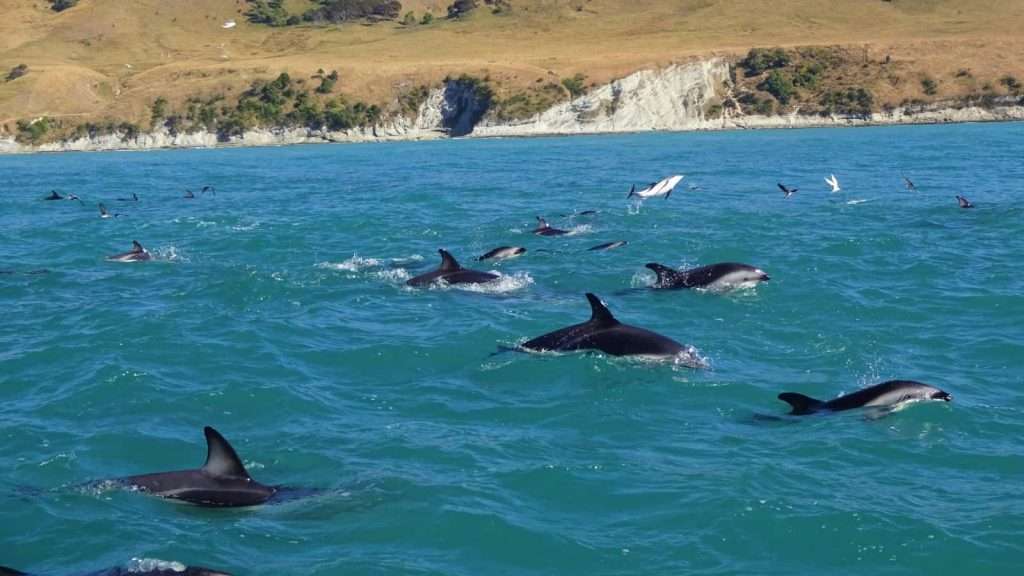 10 Surprising Details About Australia’s Great Barrier Reef 5 dolphin new zealand animal water
