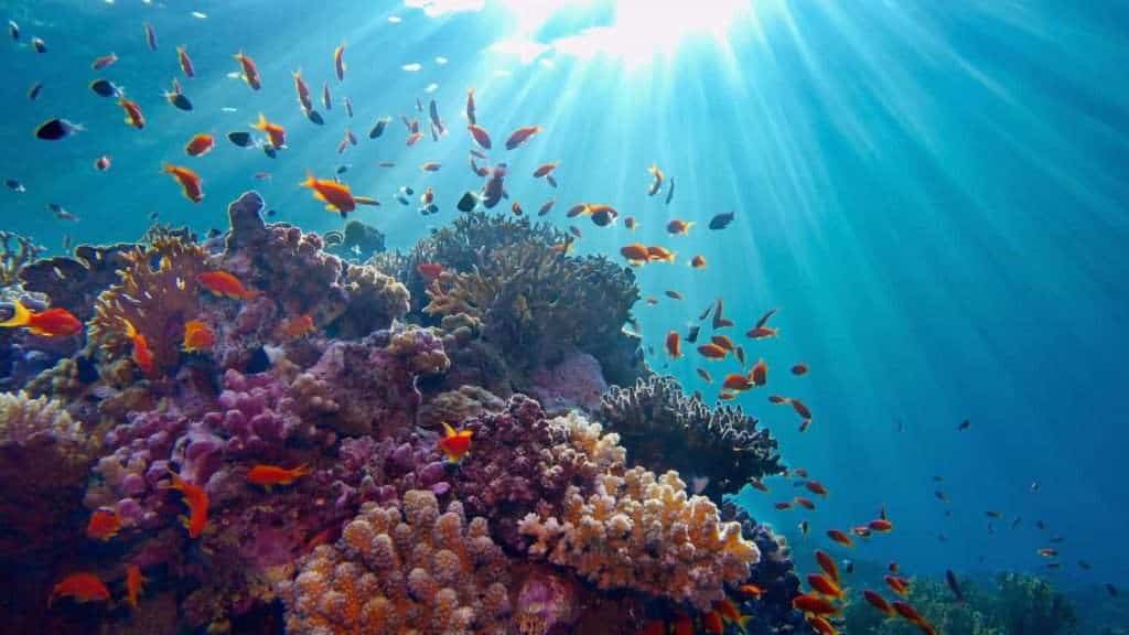 10 Surprising Details About Australia’s Great Barrier Reef 8 great barrier reef coral