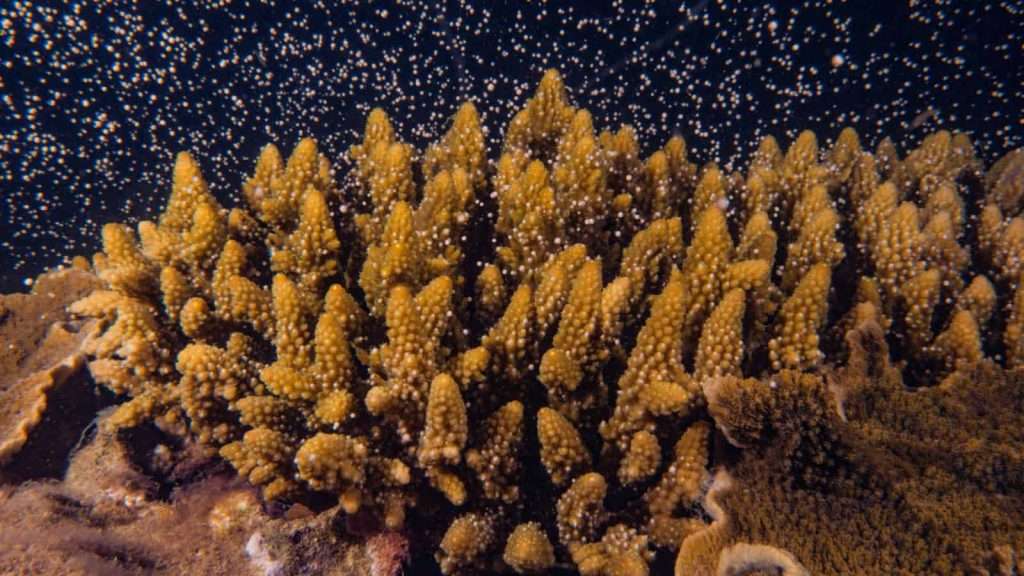 10 Surprising Details About Australia’s Great Barrier Reef 9 great barrier reef coral spawning