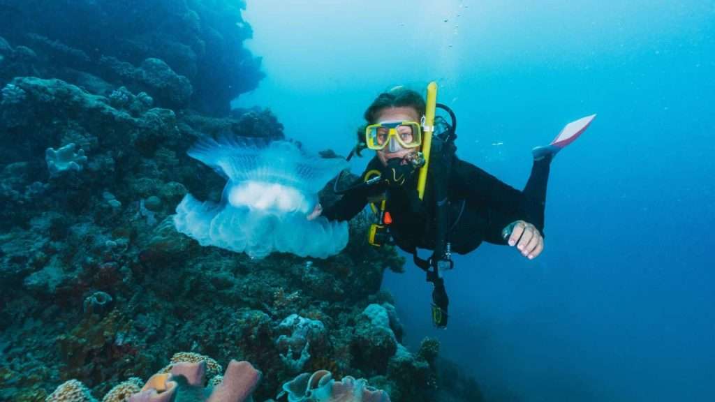 10 Surprising Details About Australia’s Great Barrier Reef 6 great barrier reef marine life