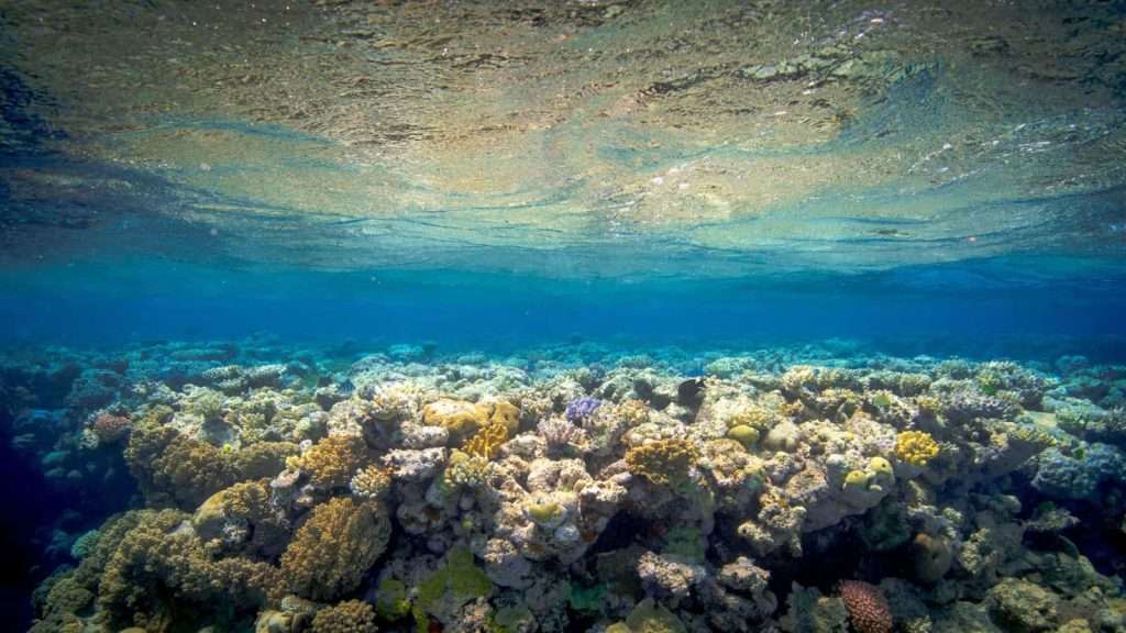 10 Surprising Details About Australia’s Great Barrier Reef 11 great barrier reef under