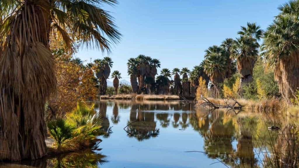 20 Desert Oases in the U.S. Southwest That Are Miraculously Serene 10 Agua Caliente Regional Park Arizona