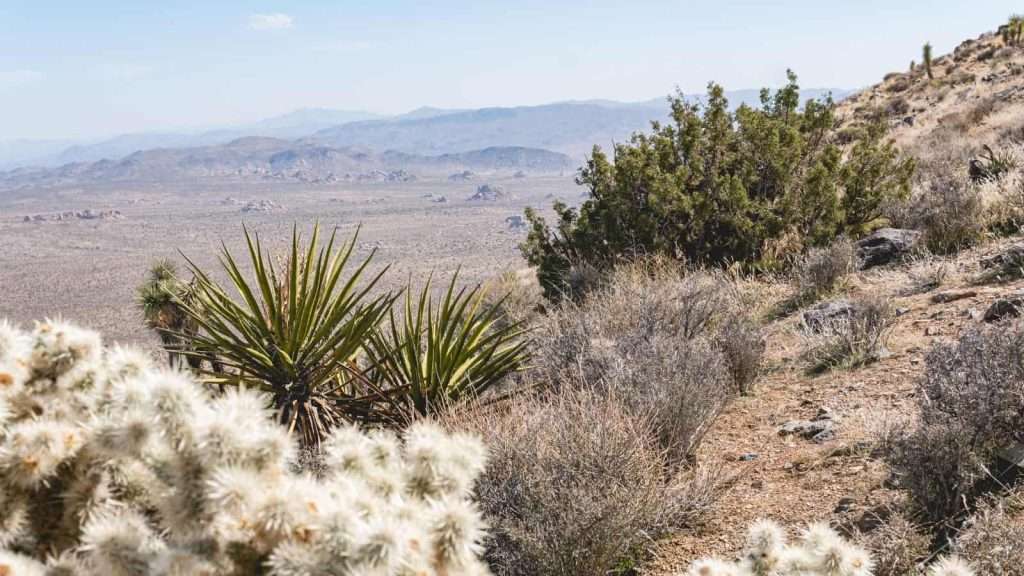 20 Desert Oases in the U.S. Southwest That Are Miraculously Serene 15 Oasis of Mara California