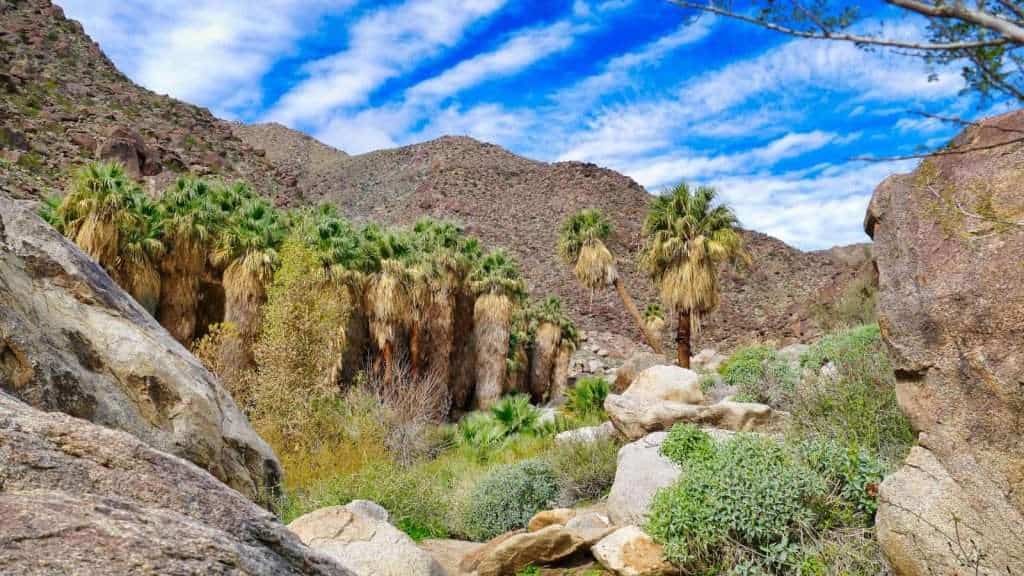 20 Desert Oases in the U.S. Southwest That Are Miraculously Serene 2 Palm Canyon Oasis California
