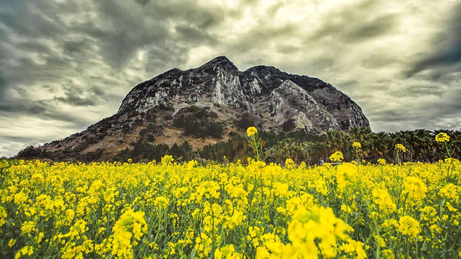 Disconnect To Reconnect With These 19 Peaceful Escapes to Recharge Your Soul 19 Jeju Island South Korea