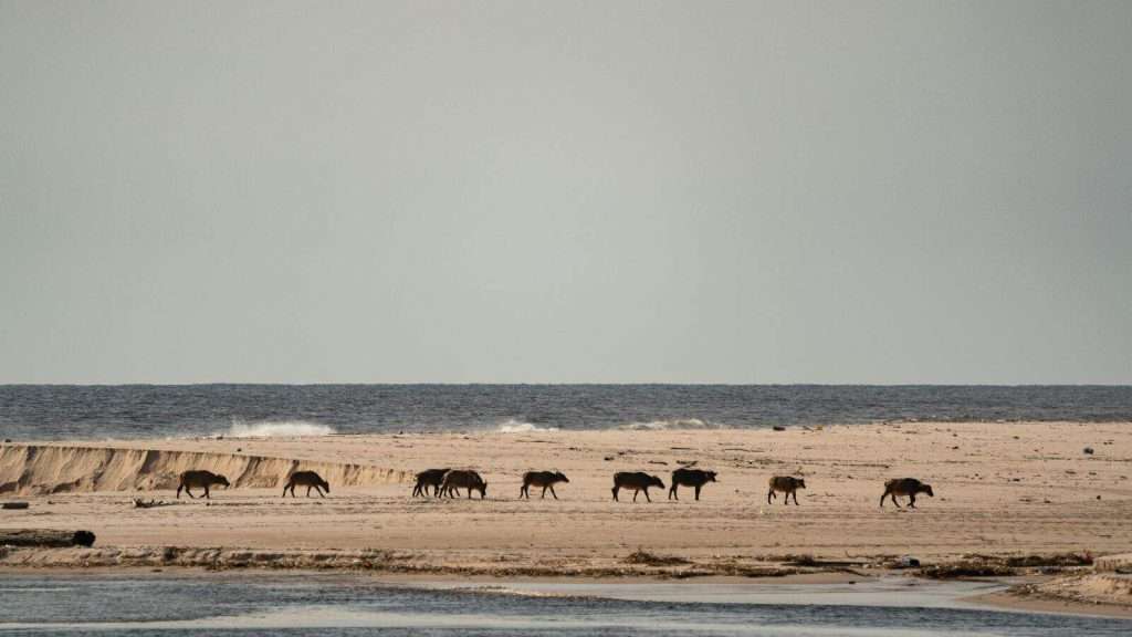 21 Remote Beaches That Will Make You Forget the Rest of the World Exists 14 Loango Beach Gabon