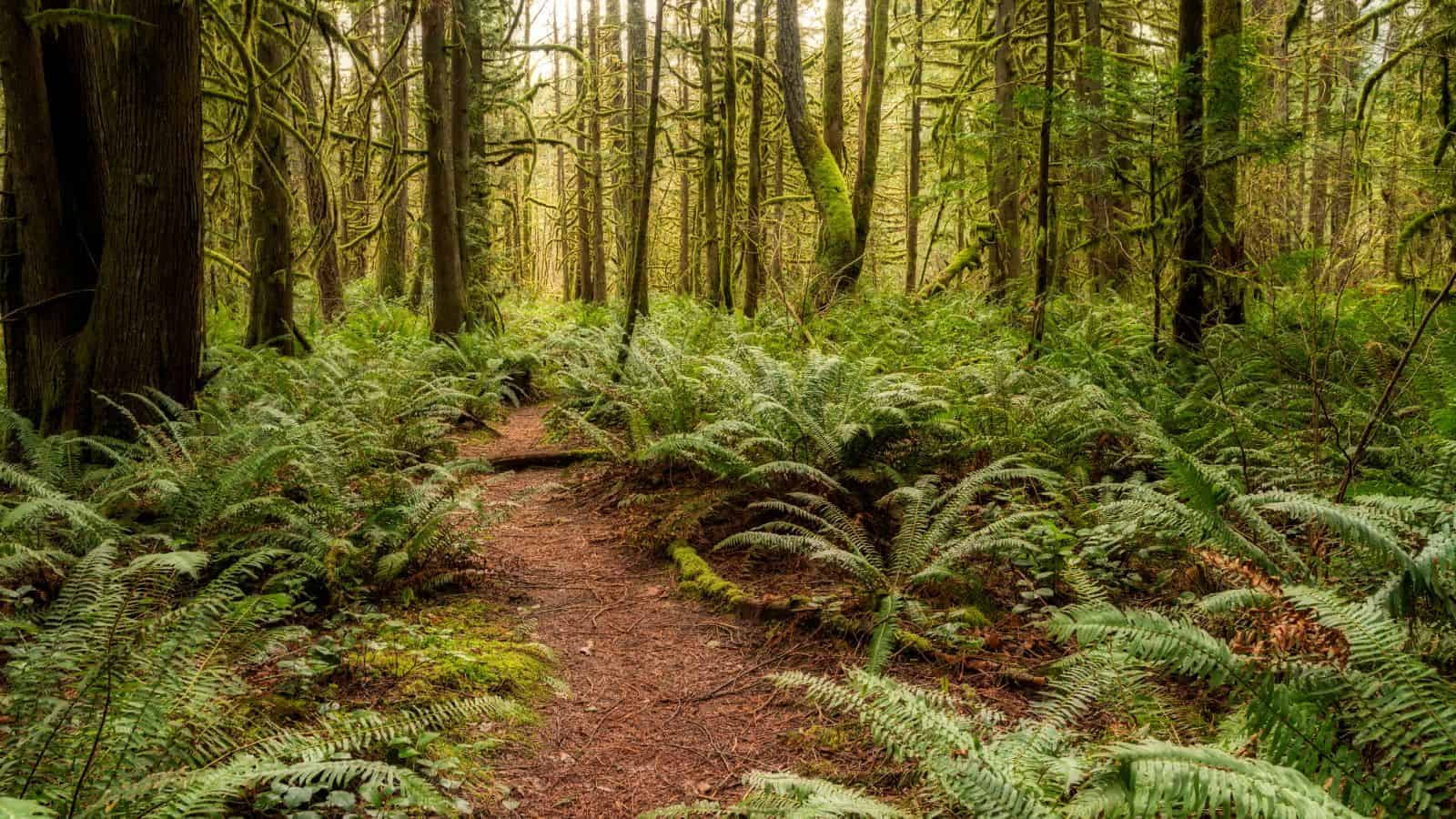 These 21 U.S. Hiking Trails Offer Some of the Most Stunning Views We’ve Seen 3 Barlow Trail Oregon