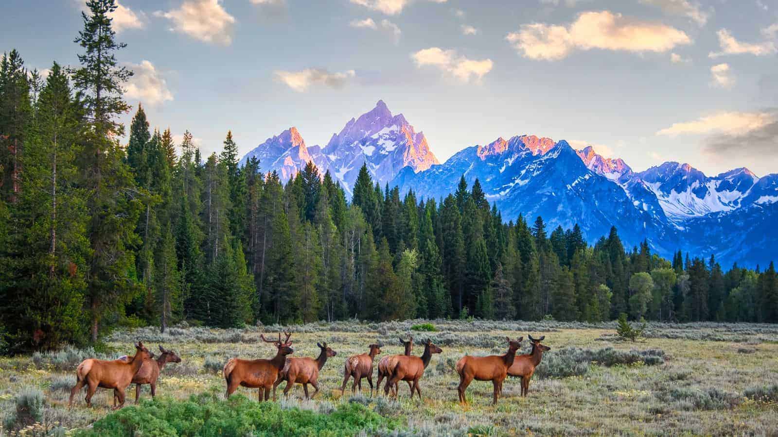 18 Cozy Winter Getaways That Feel Like a Real-Life Snow Globe 7 Jackson Hole Wyoming