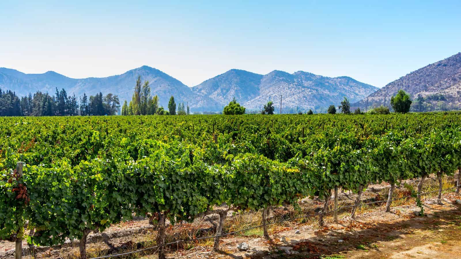 16 Secret Wine Regions Around the World That Rival Napa Valley 7 Maipo Valley Chile