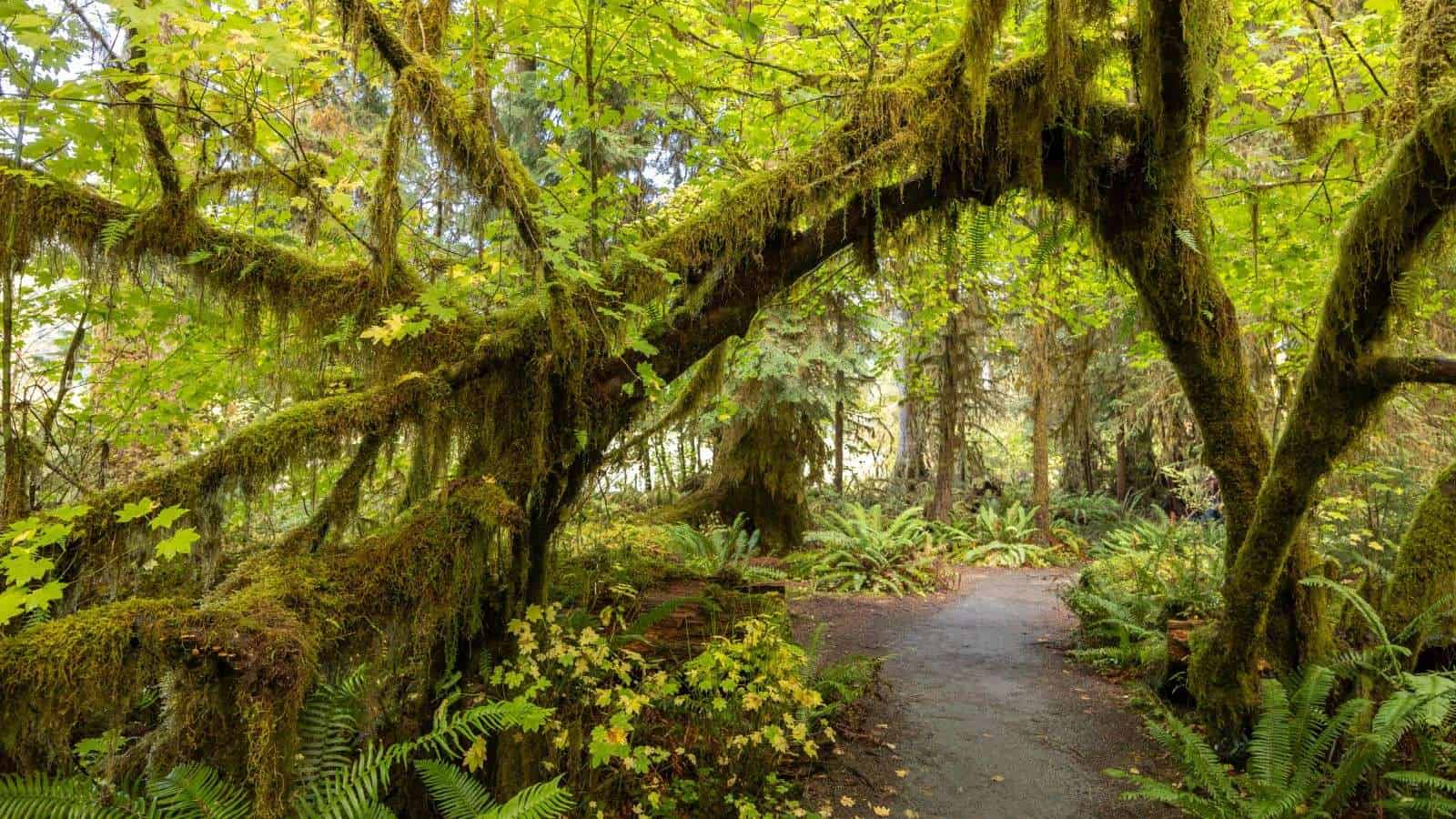 16 National Parks in the U.S. with Jaw-Dropping Scenery 14 Olympic National Park Washington