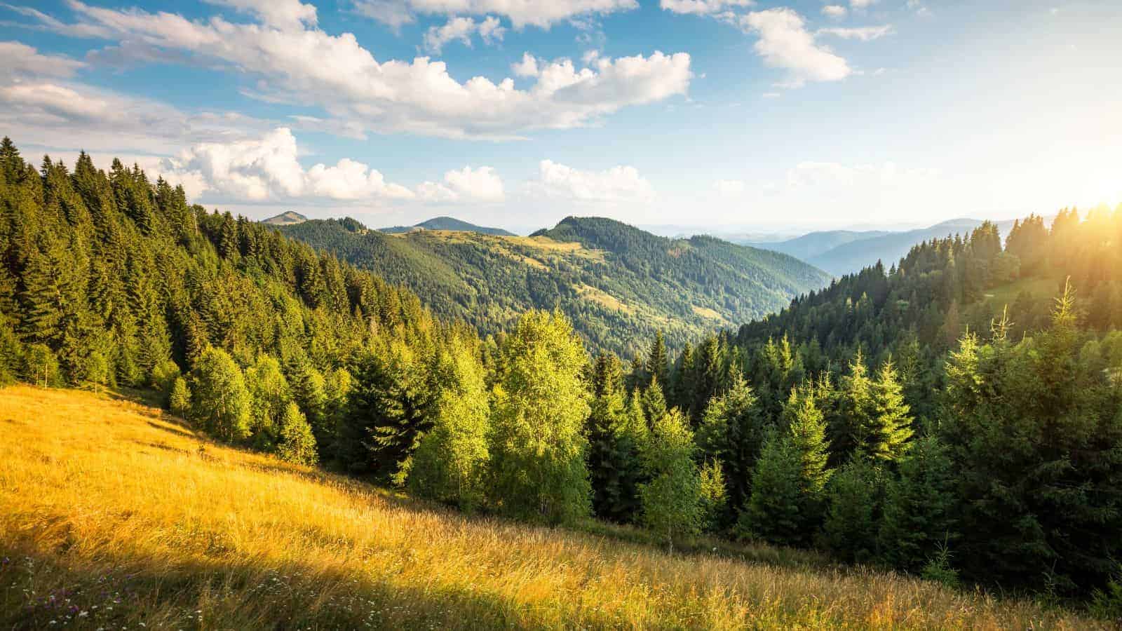 16 Remote U.S. Forest Retreats Perfect for Nature Lovers 31 16 Remote U.S. Forest Retreats Perfect for Nature Lovers