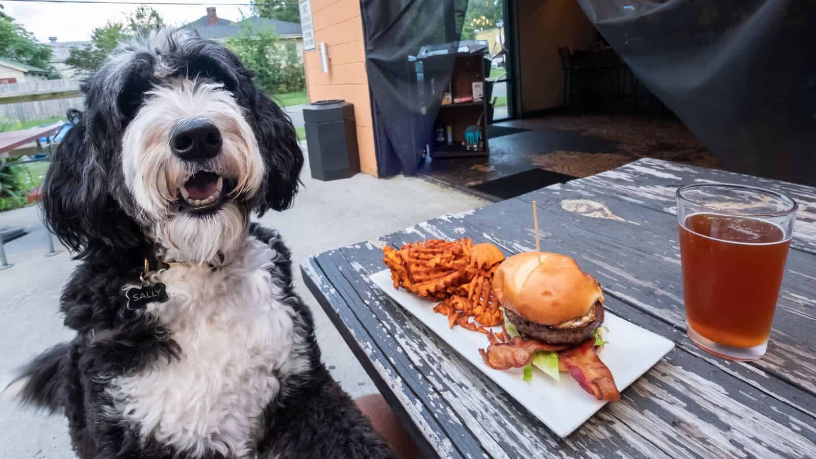 Why These Pawfect Pet-Friendly Destinations Are Getting All the Tail Wags 28 Visit Virginia - pet friendly dog, picnic table, hamburger