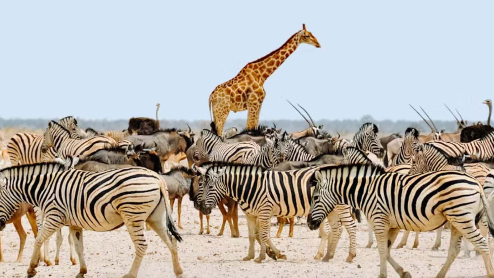 18 Group Tours That Forge Friendships Around the World 16 Wildlife Safari in Namibia