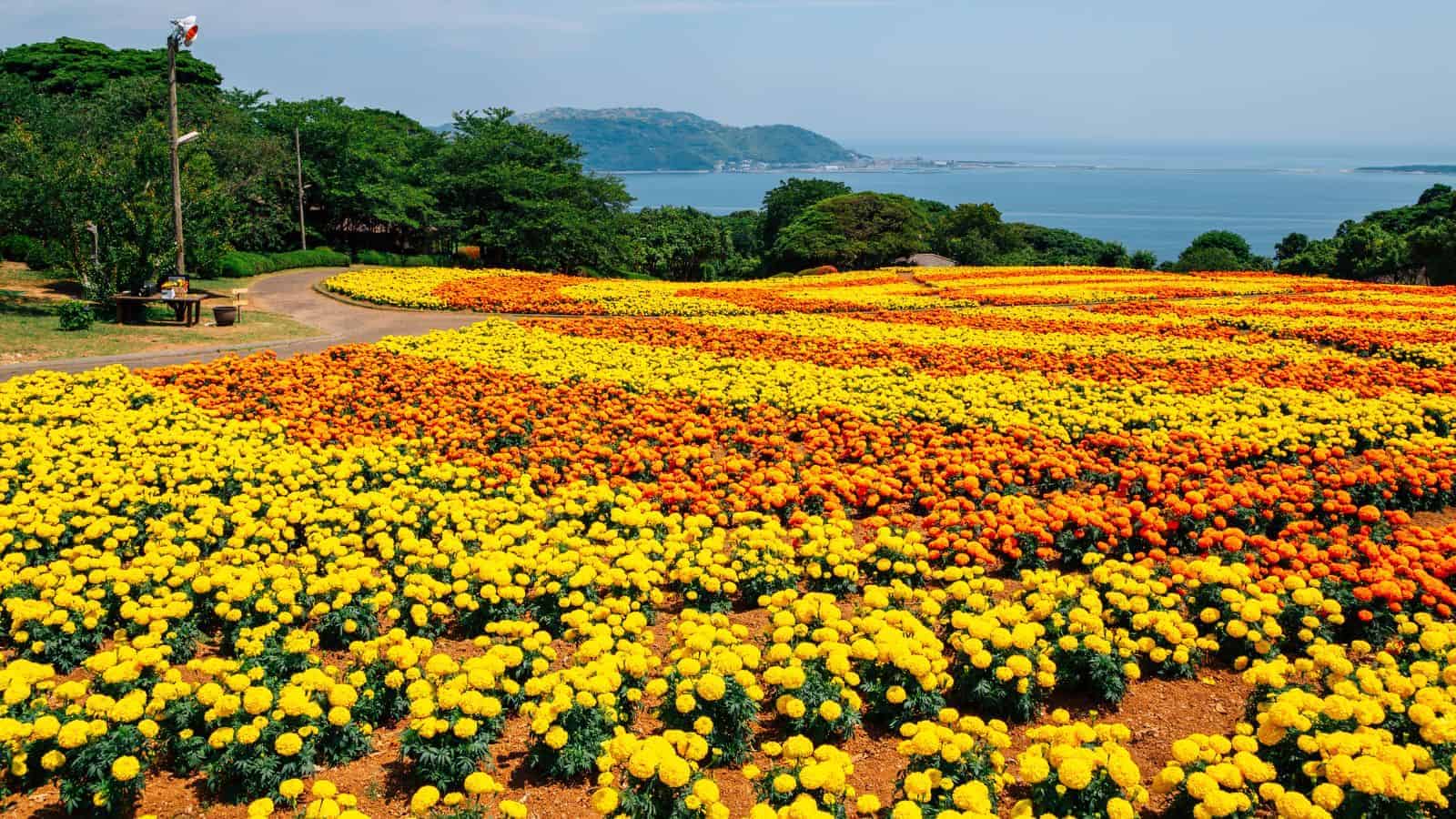 18 Hidden Gems in Japan That Only the Locals Know About 19 Nokonoshima Island Park Fukuoka Prefecture