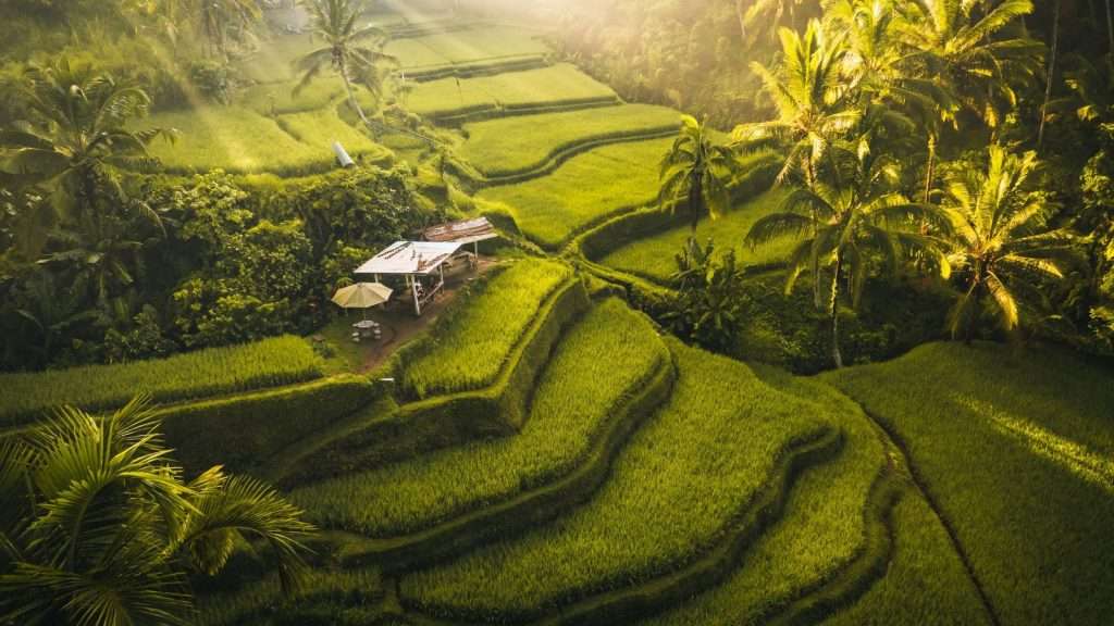 19 Scenic Vacays Where You’ll Spend Less 9 Ubud Bali