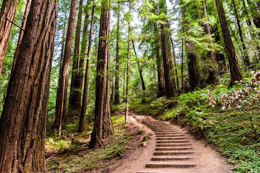 21 Bucket-List Worthy Cabins You Can Actually Rent in the U.S. 22 shutterstock 1155421345