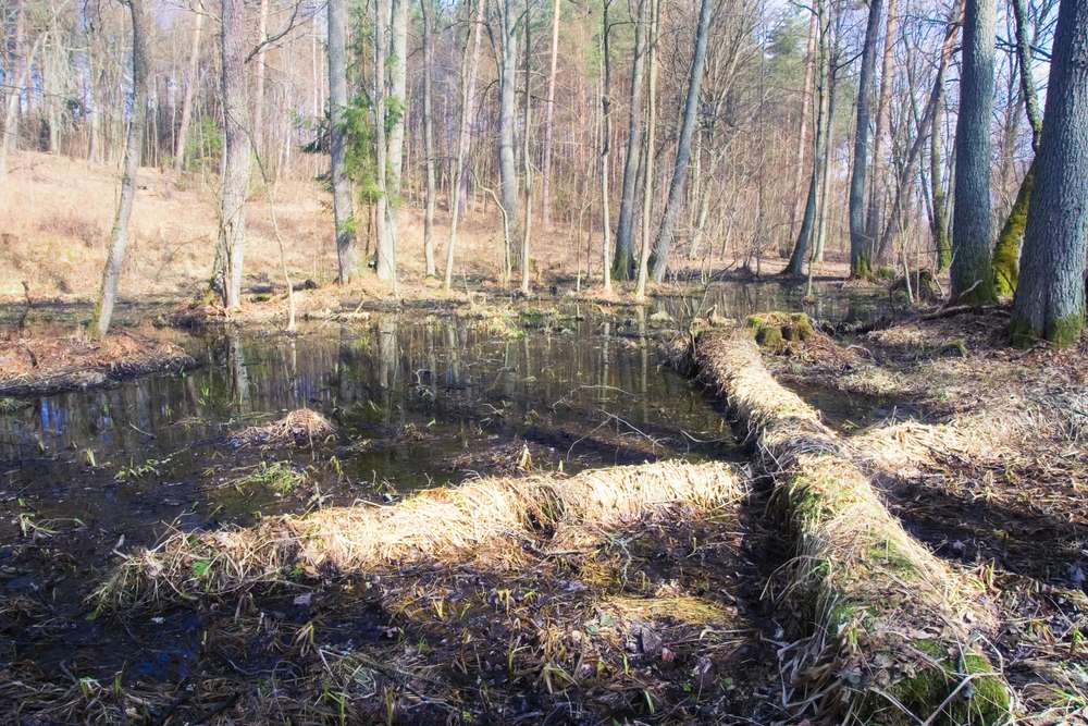 25 American Lagoons and Swamps Locals Warn You Not to Explore 18 shutterstock 137912087