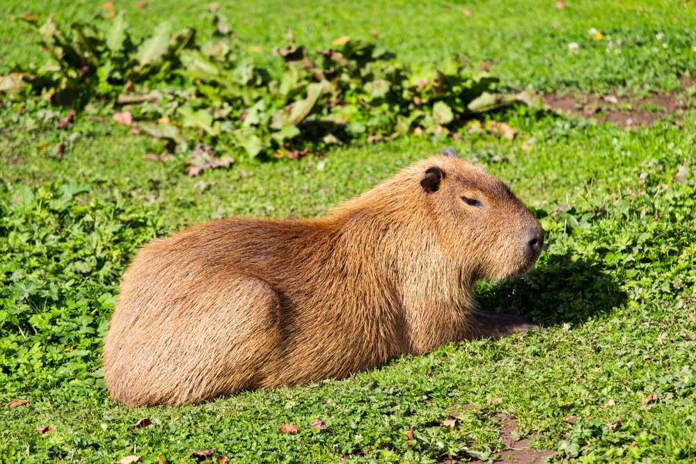20 American Towns That Celebrate the Strangest Things 3 shutterstock 1582062448