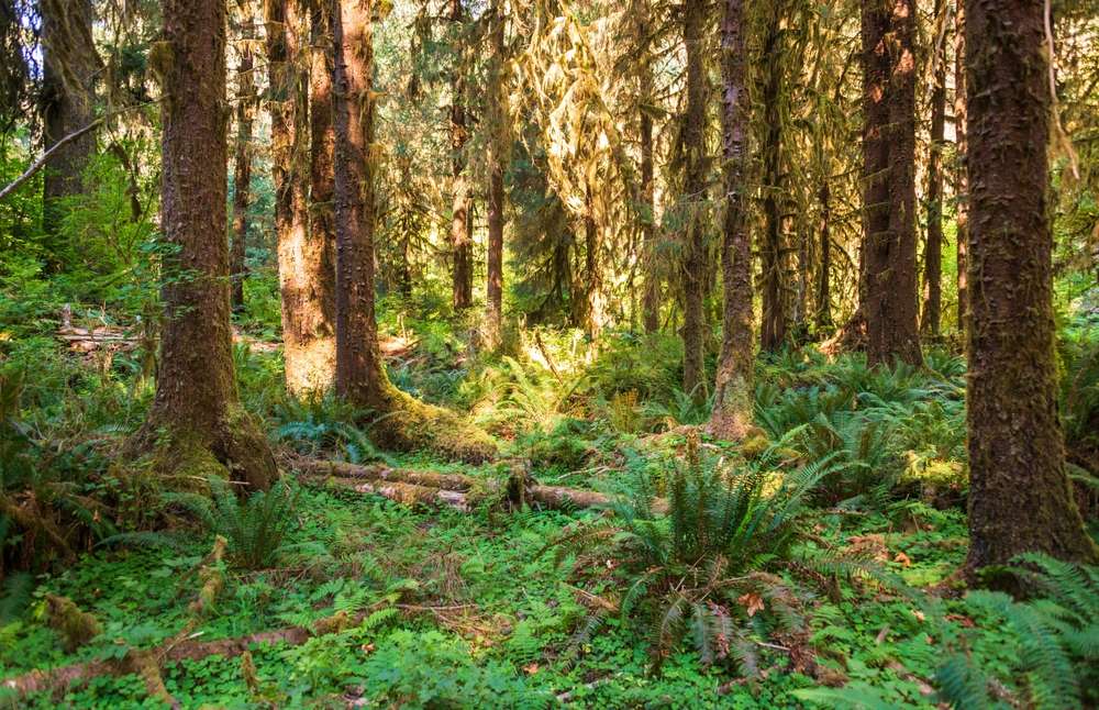 21 Forests With Unexplainable Rules Locals Actually Follow 6 shutterstock 2455445347
