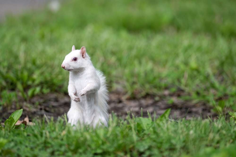 20 American Towns That Celebrate the Strangest Things 8 shutterstock 2459894617