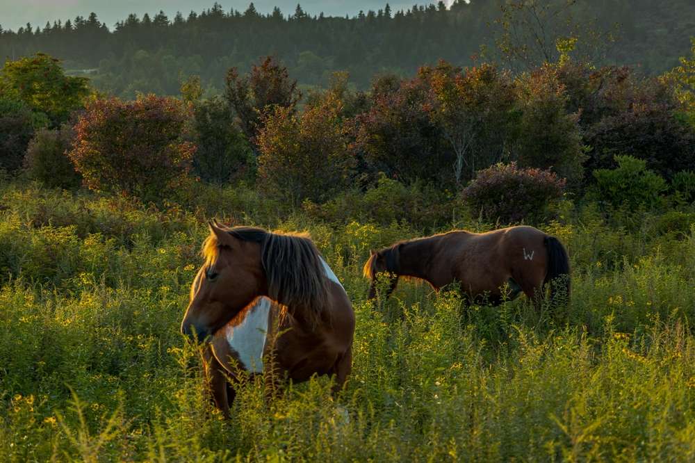 20 American Trails Perfect for First-Time Backpackers 23 20 American Trails Perfect for First-Time Backpackers