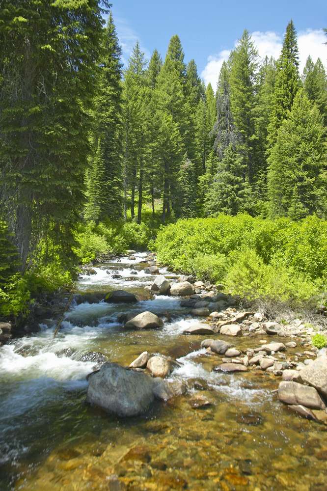 21 National Forest Cabins You Can Rent for a Rustic Getaway 17 shutterstock 108390953