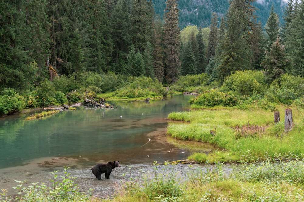 21 National Forest Cabins You Can Rent for a Rustic Getaway 6 shutterstock 1834806982